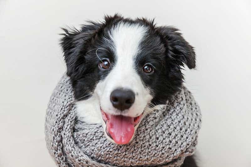 A black and white dog wearing a scarf