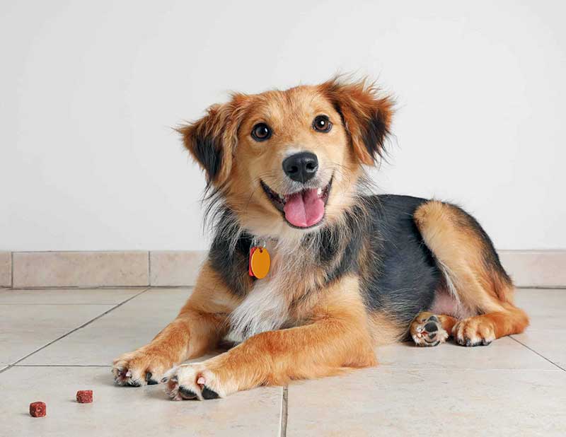 dog receiving dental care from vet
