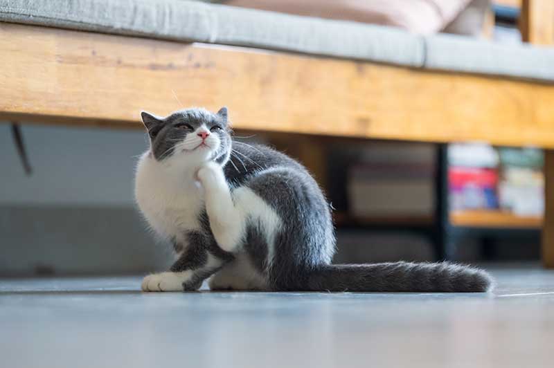 Kitten scratching itself