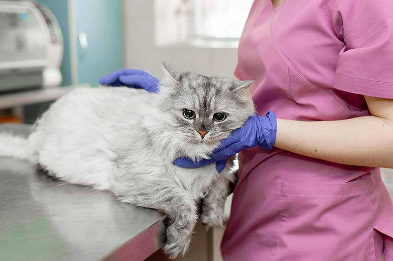 A cat being held by a vet tech