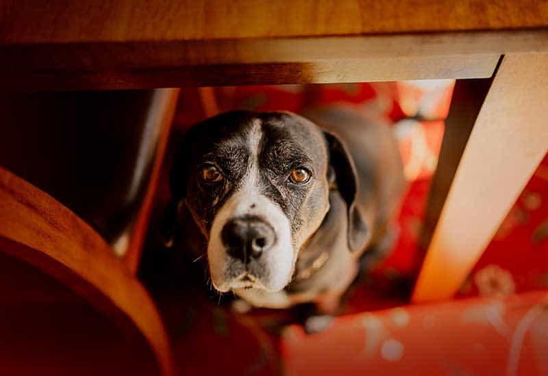 An older dog sitting under a table